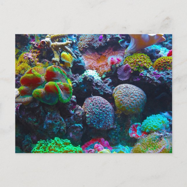 Carte Postale Magnifique récif de corail (Devant)