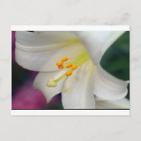 Magnifique Tandis Que Lily