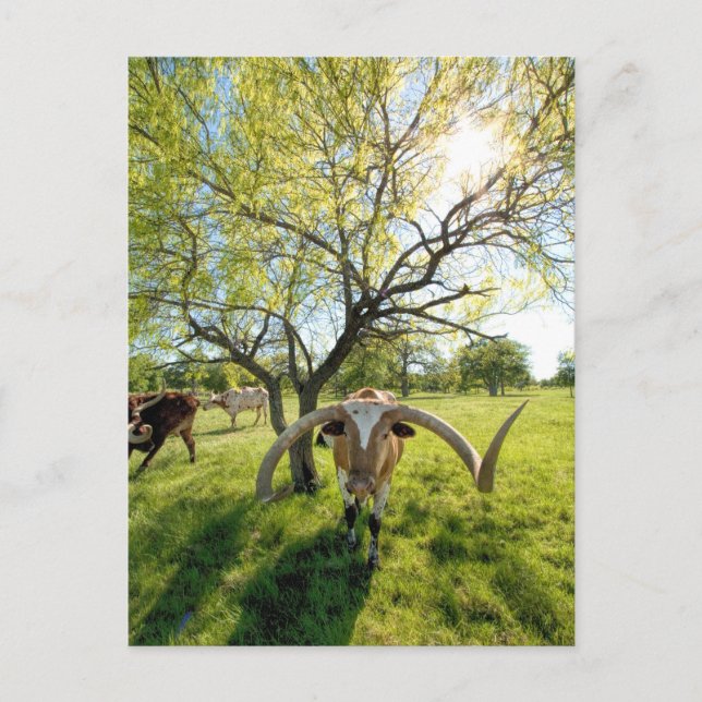 Carte Postale Magnifique Texas Longhorn Steer (Devant)