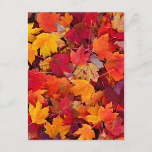 Carte Postale Magnifiques Feuilles d'érable
