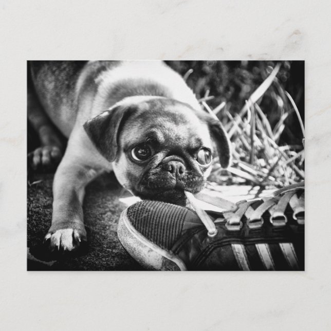 Carte Postale Magnifiques Mops Playfull (Devant)