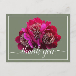 Carte Postale Magnifiques pivoines cramoisies Fond de couleur Me