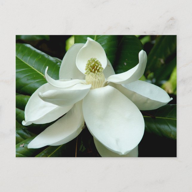 Carte postale Magnolia (Devant)