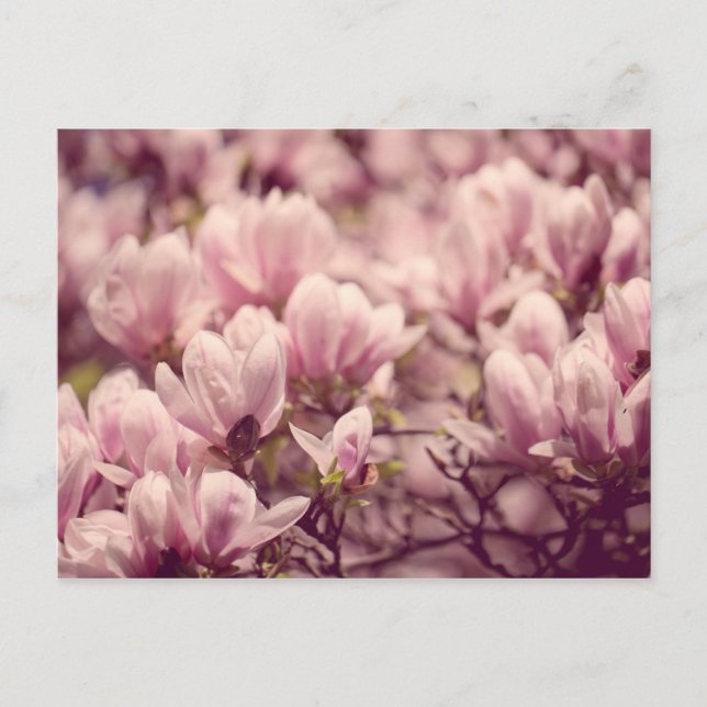 Carte Postale Magnolia (Devant)