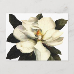 Carte Postale Magnolia