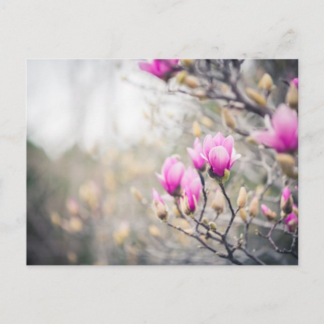 Carte Postale Magnolia (Devant)