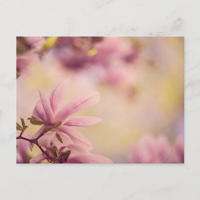 Carte Postale Magnolia (Devant)