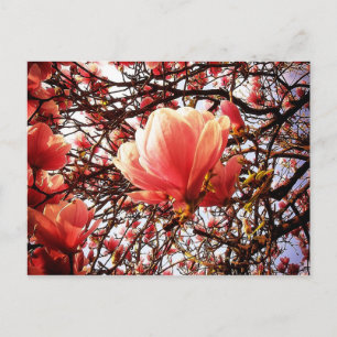 Carte Postale Magnolia