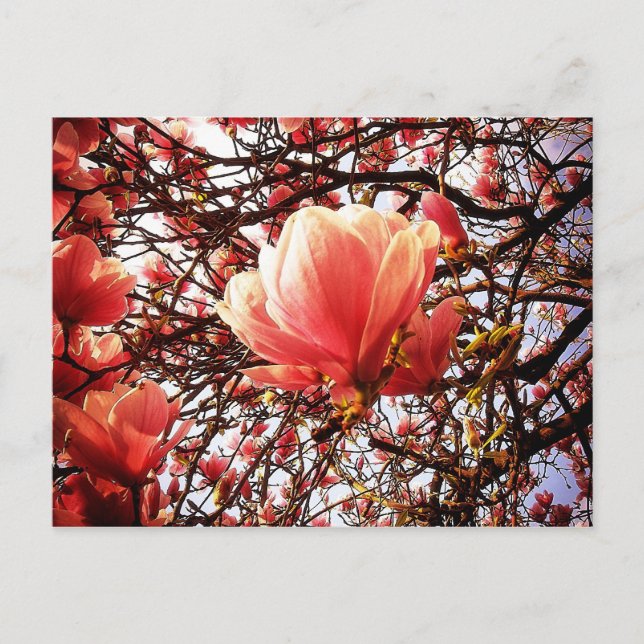Carte Postale Magnolia (Devant)