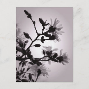Carte Postale Magnolia