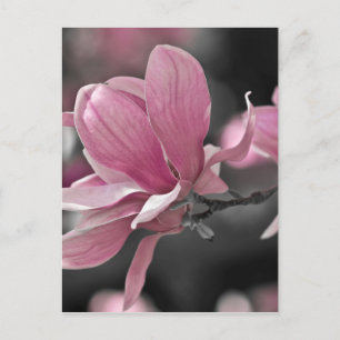 Carte Postale Magnolia à assiette japonaise rose