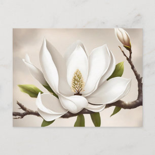 Carte Postale Magnolia blanc botanique