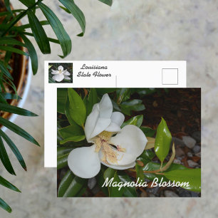 Carte Postale Magnolia blanc Fleur de l'État de Louisiane Photog
