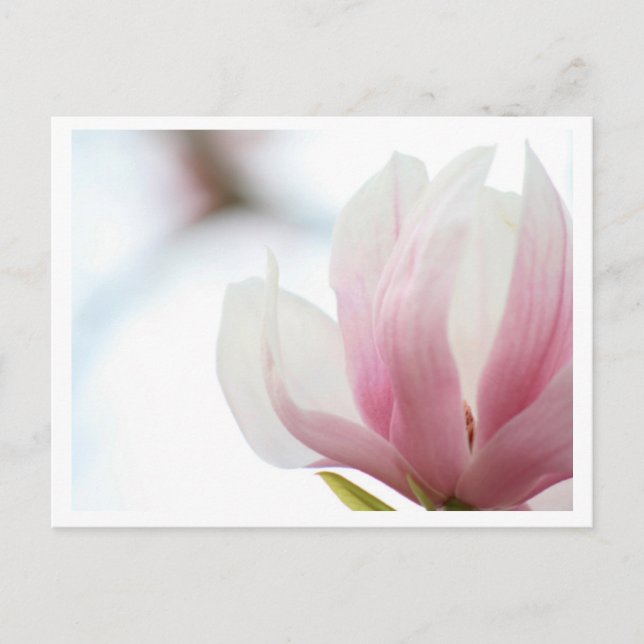 Carte Postale Magnolia Bloom (Devant)