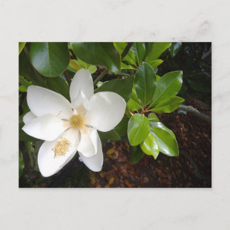 Carte Postale Magnolia Bloom