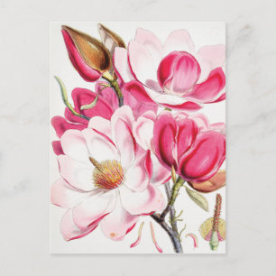 Carte Postale Magnolia de Campbell