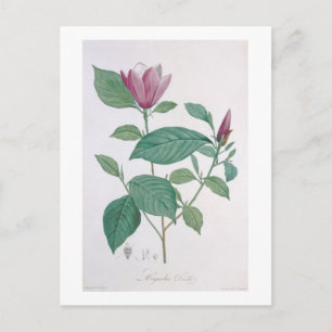 Carte Postale Magnolia discolor, gravée par Legrand (colour lit