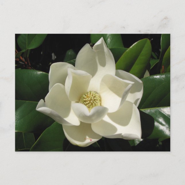 Carte Postale Magnolia du Sud (Devant)