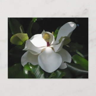 Carte Postale Magnolia du Sud