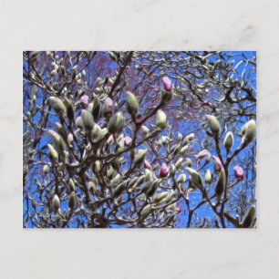 Carte Postale Magnolia Early