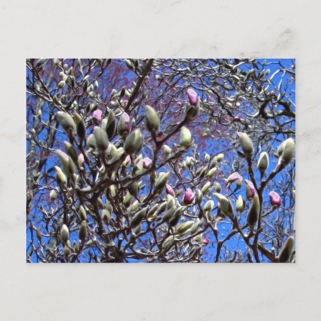 Carte Postale Magnolia Early (Devant)