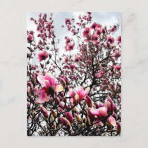 Carte Postale Magnolia en fleurs
