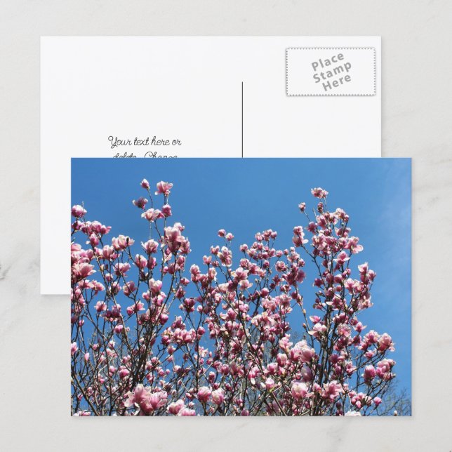 Carte Postale Magnolia Flowers Blue Sky Personalized (Devant / Derrière)