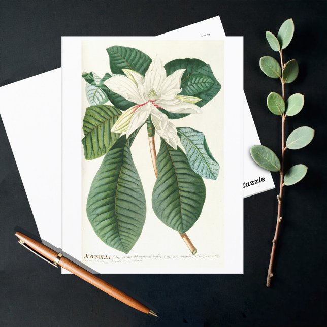 Carte Postale Magnolia III (1750-1773) (Créateur téléchargé)