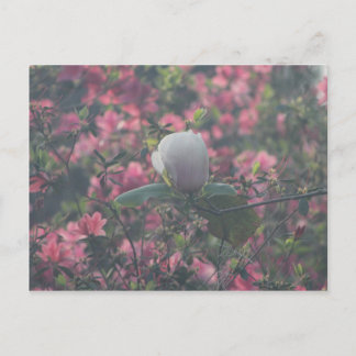 Carte Postale Magnolia parmi les Azalées