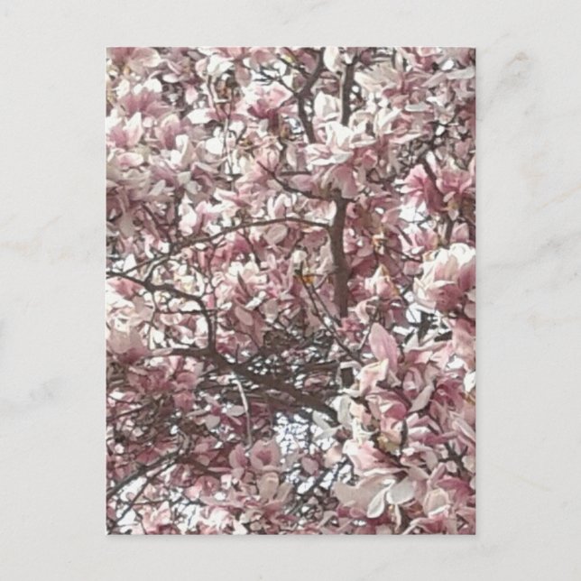 Carte Postale Magnolia rose printemps (Devant)