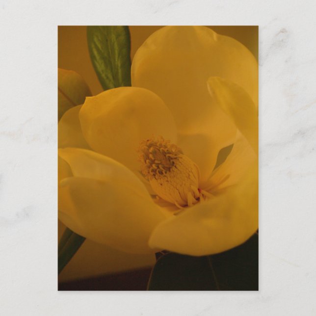 Carte postale "Magnolia Sateen" (Devant)