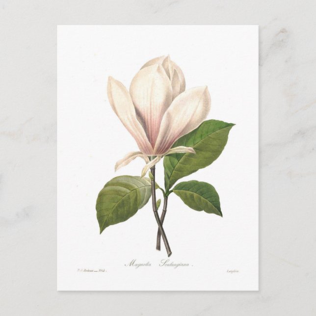 Carte Postale Magnolia soulange (Devant)