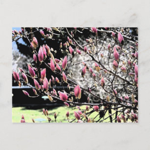 Carte Postale Magnolia Sumi