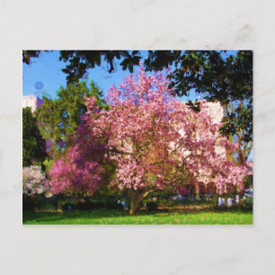 Carte postale Magnolia Tree