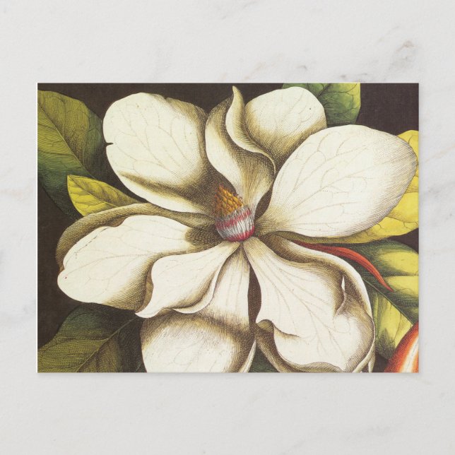 Carte Postale magnolia vintage moderne (Devant)