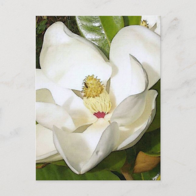 Carte Postale Magnolia White (Devant)