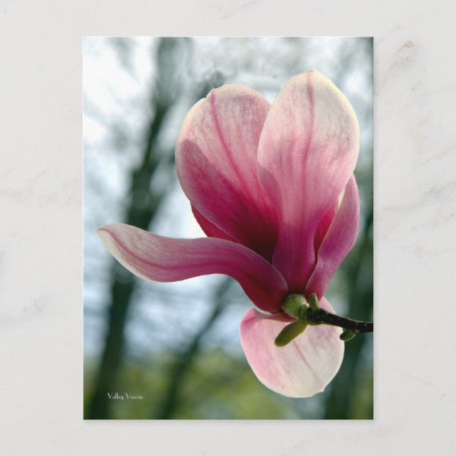 Carte Postale Magnolia Woods (Devant)