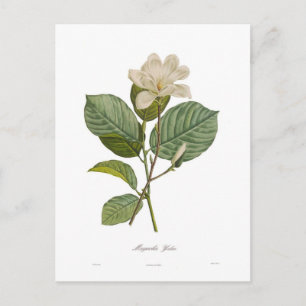 Carte Postale Magnolia yulan