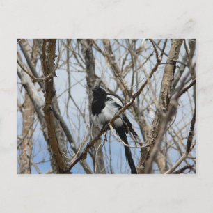 Carte Postale Magpie à bec noir, Colorado