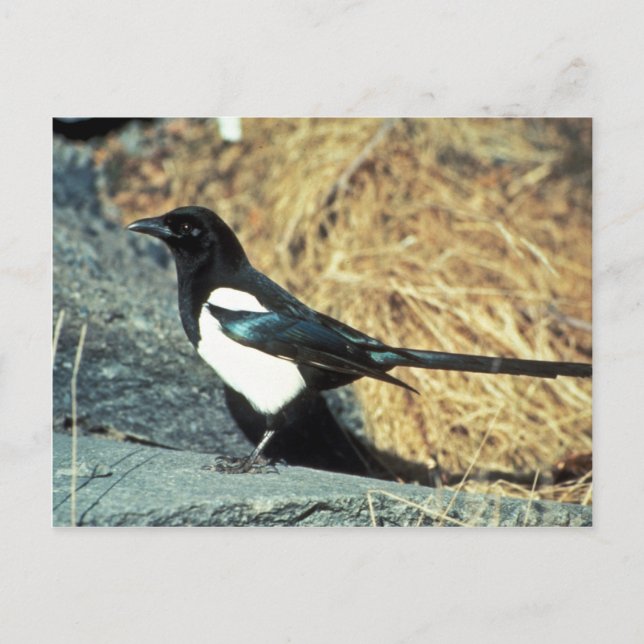 Carte Postale Magpie à bec noir sur rocher (Devant)