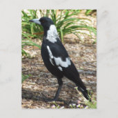 Carte postale Magpie australienne