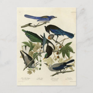 Carte Postale Magpie Jays & Nutcracker Audubon Birds of America