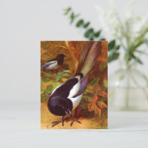 Carte Postale Magpies, peinture d'Archibald Thorburn,