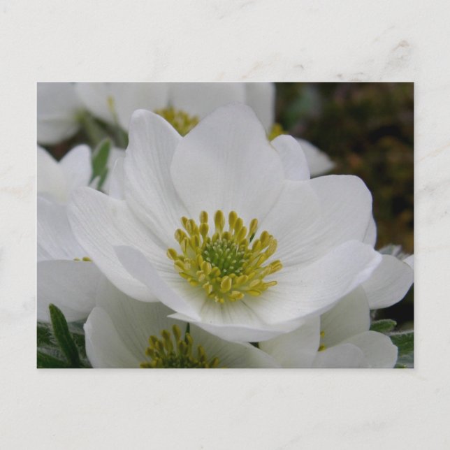 Carte Postale Mai fleurs de fleurs, île de l'Unalaska (Devant)