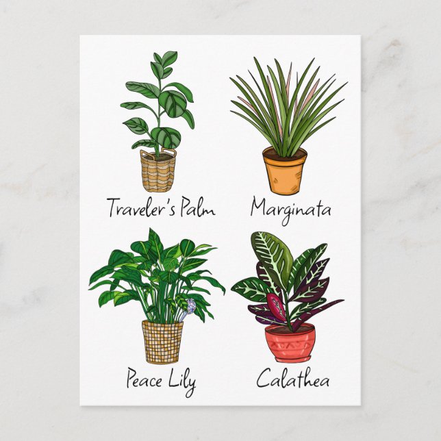 Carte Postale Main Drake House Plante Art (Devant)