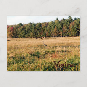 Carte Postale Maine Campagne
