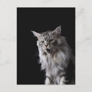 Carte Postale Maine Coon cat 2