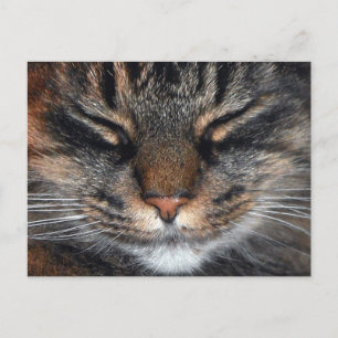 Carte Postale Maine Coon Kitty Chat Cute Amusante