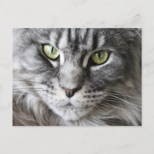 Carte Postale Maine Coon Kitty Chat Cute Amusante