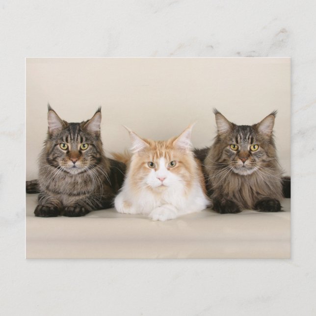 Carte Postale Maine Coon Kitty Chat Cute Amusante (Devant)